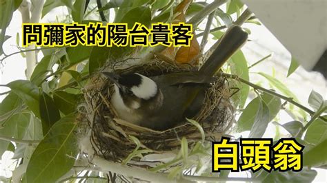 陽台有鳥築巢|[問題] 認真問，陽台很常有鳥來築巢